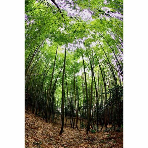 Bamboo grove #西目町  #竹林  #bamboo  #わたしの道旅  #akitavision  #3月のあきたびじょん2020  #アキタミライ20203月  #マリフォト2020年4