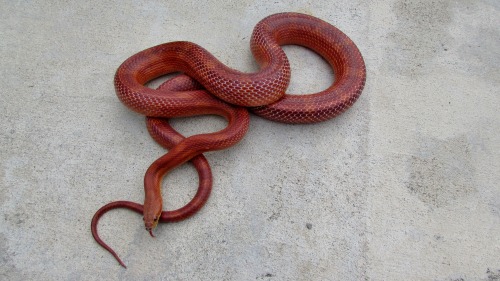 cornysnake:(click photos to see name, species, and morph!)Brumation crew (sans hornet)! These kids a