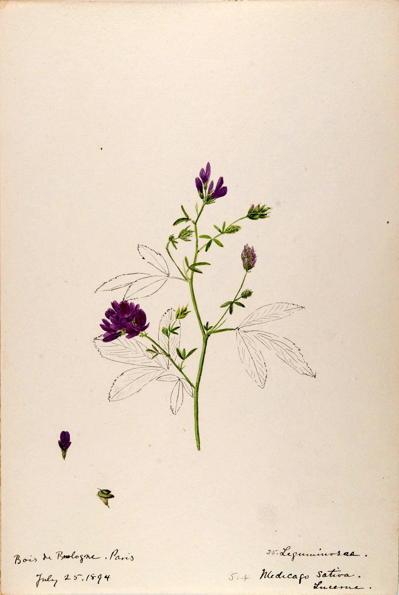 wapiti3:  Water-color sketches of plants of North America and EuropeBy Sharp, Helen.