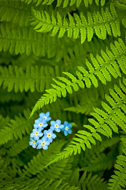 followthewestwind:Forget-Me-Not Ferns by baldwinm16 on Flickr.