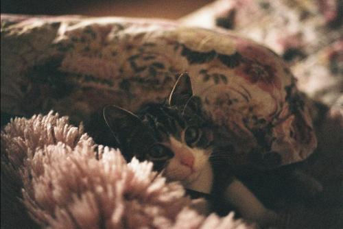 baker-94:  Untitled by Catarina Rodriguees on Flickr 