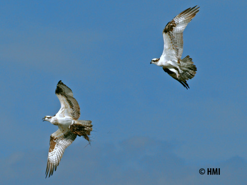 Osprey fighting mid-flight – These two Ospreys kept fighting over the nest material. (Everglades Nat