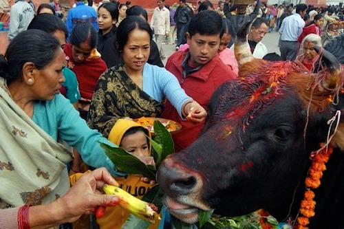 nubbsgalore:following yesterday’s kukur puja (featured here) is today’s gai tihar, the third day of 