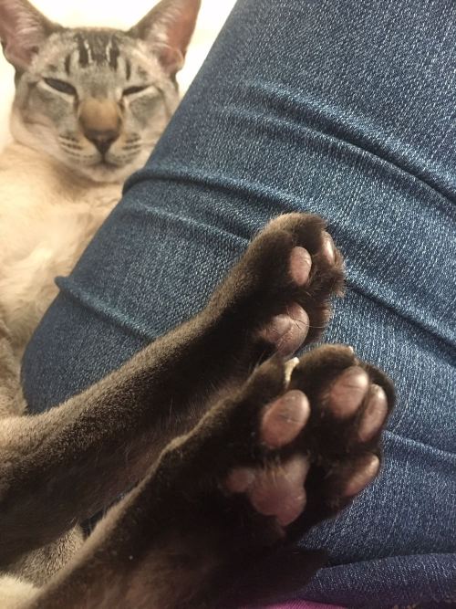 catsbeaversandducks:  Happy Jelly Bean Day! Photos via JellyBeanToes on Reddit