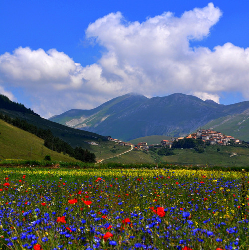 .. poi furono soltanto i fiordalisi&hellip; by fiumeazzurro on Flickr.