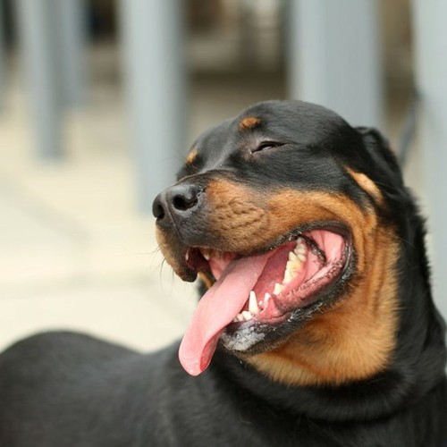This is your personal guardian dog.