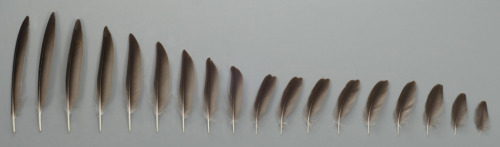 harvestheart: BIRD WING FEATHERS 1 - Game Bird 2 -  Slotted High Lift Wing  3 - High Speed