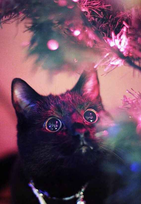 Koi Suru Hibi Hi Ho カラパイア うるるん 瞳キラキラ猫の最高のクリスマス壁紙 スマホ用