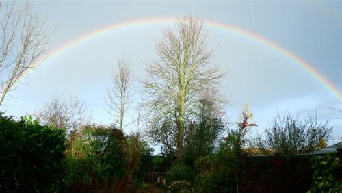 This Mornings Garden.12-05-20 Greeted by a rainbow perfectly framing the back garden. Now where is t