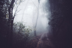 elenamorelli:  { the quiet beauty of a misty forest } 
