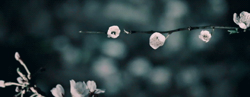 starlingshrike: s a k u r aStunning and ephemeral, in Japan cherry blossoms make a brief appearance 