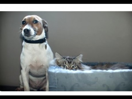 Dogs Who Have a Strong And Irrational Fear of Cats (PHOTOS)