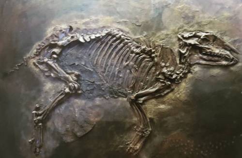 #exhibition #naturalhistory #propaleotherium #eurohippo #fossil #skeletton (hier: Naturkundemuseum
