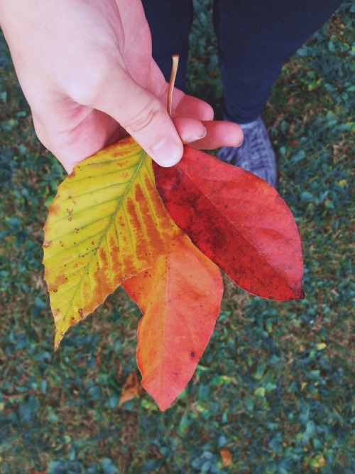 [Greenwich, OH] Colors of the wind.