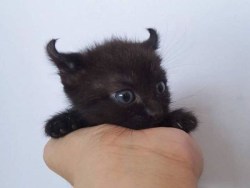 cute-overload:  I haz da evil.http://cute-overload.tumblr.com source: http://imgur.com/r/aww/p2cWiR8 