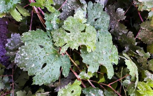 #leaf #rain #mybaghdad