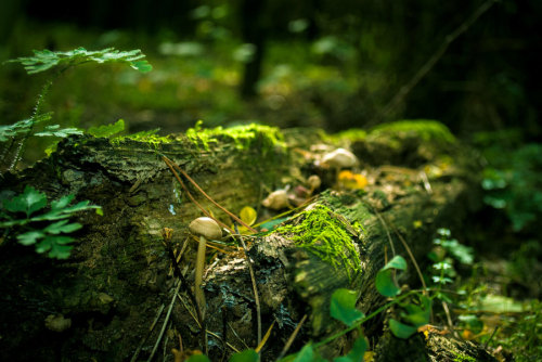 thedruidsteaparty: The Forest Floor by kraviec