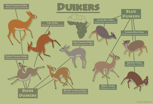 Bovidae (Antelopes, Cattle, and Goat-Antelopes)*not every single recognized species and subspecies i