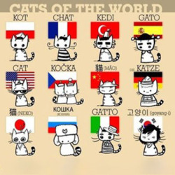 Cats Of The World