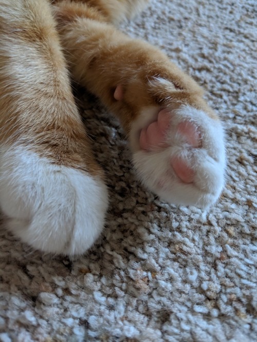 hobwicki:feets