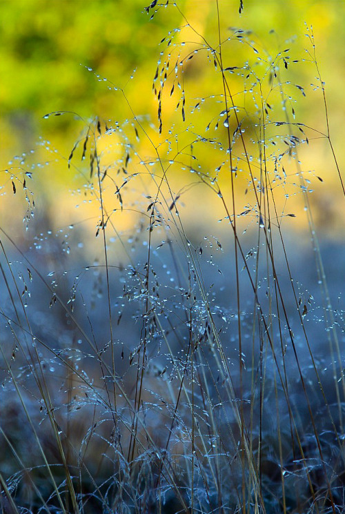 coiour-my-world:Morning dew