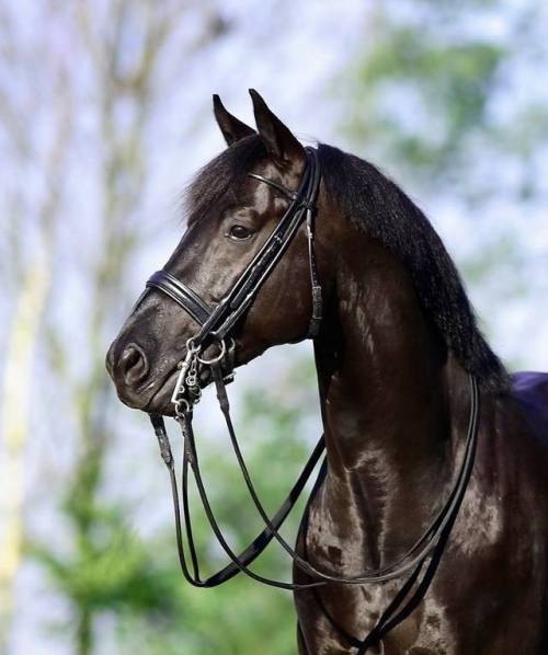 Painted BlackGribaldi x LitchyDutch Warmblood, StallionBorn 1997