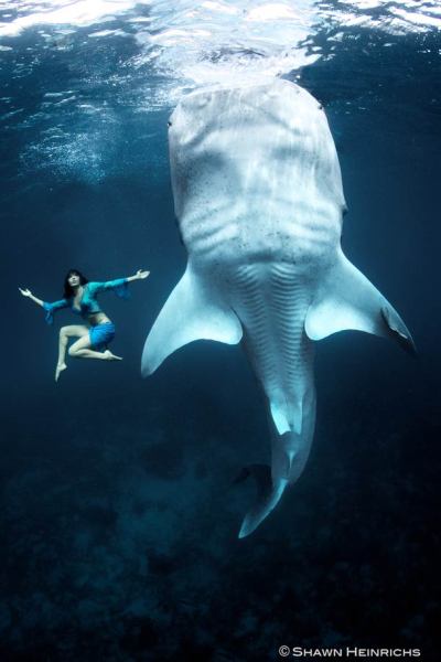 Dancing With Whales By Shawn Heinrichs And Kristia Tumbex