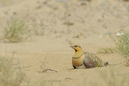 mytheetarecold:avianeurope:Pin-tailed Sandgrouse (Pterocles alchata) »by Patrik Wittenby (1|2)Well h