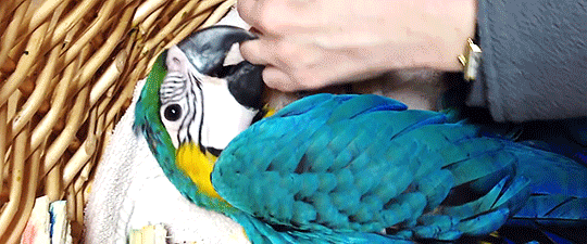 tinysaurus-rex:  misscomstock:  [x]   Baby macaws’ dark eyes always catch me off