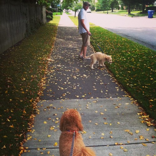 Spent the whole weekend hangin with the boys #puppylove #laborday #byebyesummer