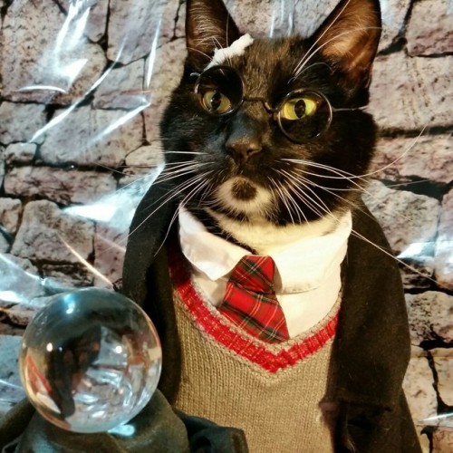 cat-cosplay:It’s been a magical 20 years since we learned Owls deliver mail, and Motorcyles fly.