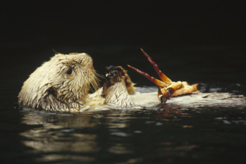 thelovelyseas:Sea Otter (Enhydra lutris) female eating a crab, endangered, North America by Gerry El