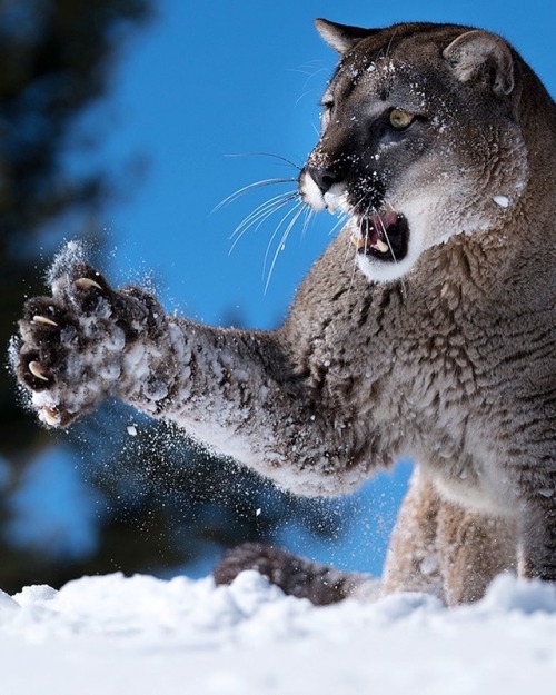 beautiful-wildlife:  CLAWS by © suhaderbent