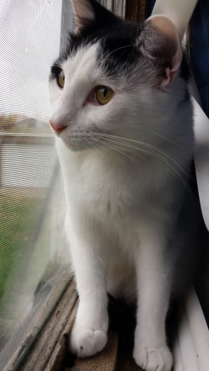 wonderful-world-of-yaoi-shipping: Took a mini photo shoot of my cat. In a window. Look at him pose!!