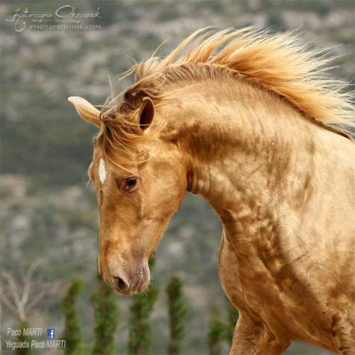 all-the-horses: Sol PM IIAndalusian, Stallion17hh