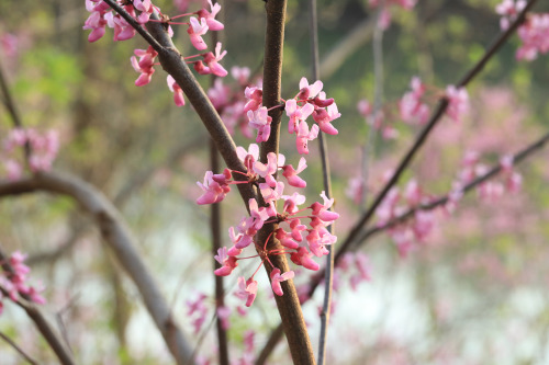 Eastern redbud (Cercis canadensis) along the Mon River Trail earlier this afternoon.