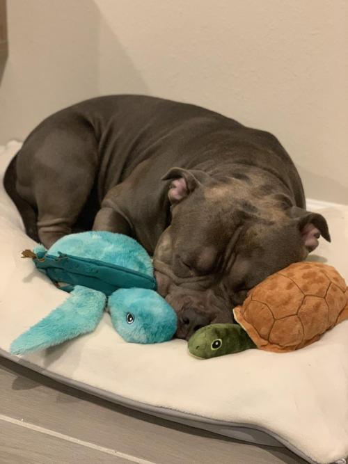 everythingfox:  “My dog and his favorite plushies”(via)