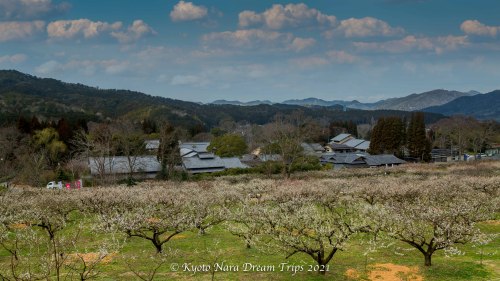 White plum blossoms in the meadow of “Sunai no Sato” grounds in Ōishi Ryumon village Ots