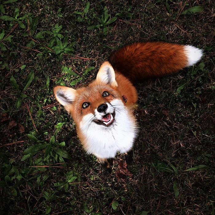 friendswithmysister:awesome-picz:  Meet Juniper, The Pet Fox Who’s Basically An