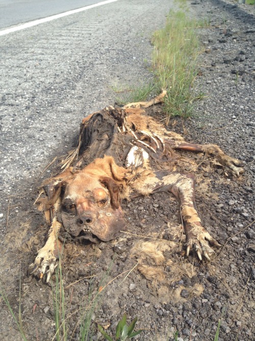 show-some-teeth:Just napping by the road.