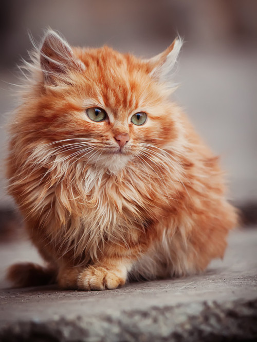 mostlycatsmostly:(via evgeniy-da)pumpkin spirit