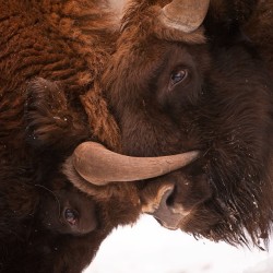 coffeentrees:  Photo by @stefanounterthiner. The iconic and endangered European bison, Bialowieza, Poland. Image taken on assignment for #wildwondersofeurope and the story about this project published in @natgeo Magazine in May 2010. @thephotosociety