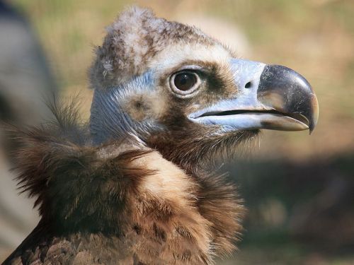 i want to make another fursuit. *scribbles design ideas* This is a cinereous vulture, (eurasian vulture) btw. It’s pretty awesome and ought to interbreed to form a mythical monster… :>