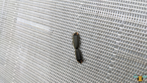 Winter Firefly - Ellychnia corruscaLet’s have one more set of pictures from the Muskoka visit to rou