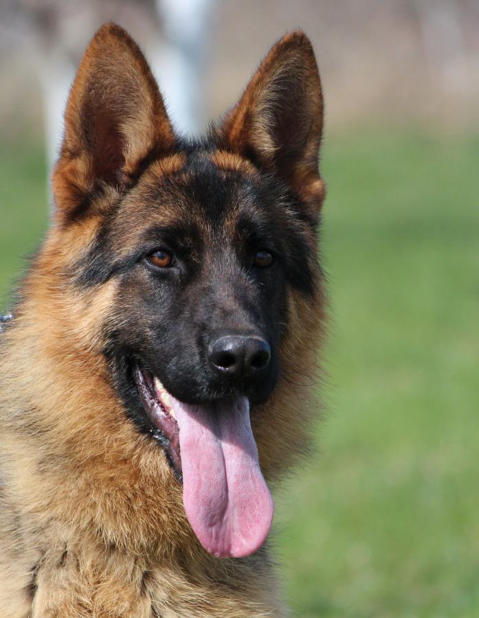 DEUTSCHER SCHÄFERHUND Playmobil zu German Shepard Polizei Schutzhund Suchhund 