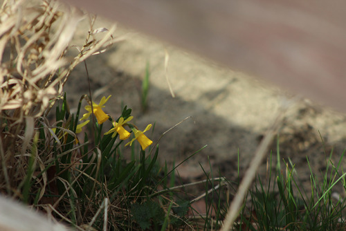 Daffodils behind the fence.