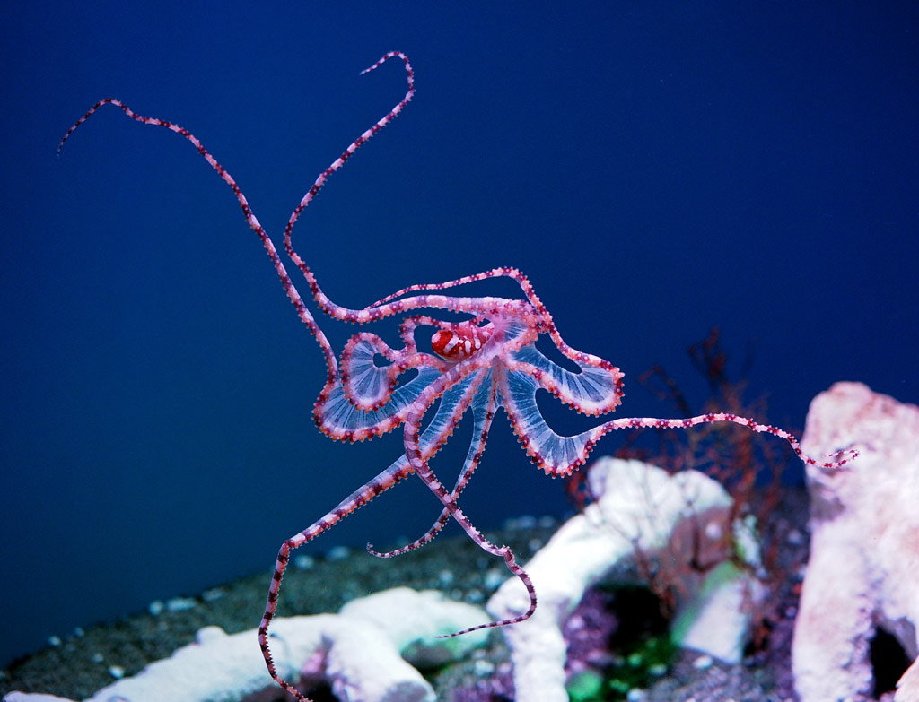 montereybayaquarium:  Is it any surprise that this animal’s name is Wunderpus photogenicus?