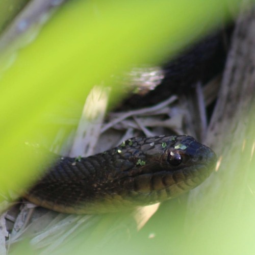 Florida Green Water Snake (Nerodia floridana) #herping #florida #nature #wildlife #fieldherping #wil