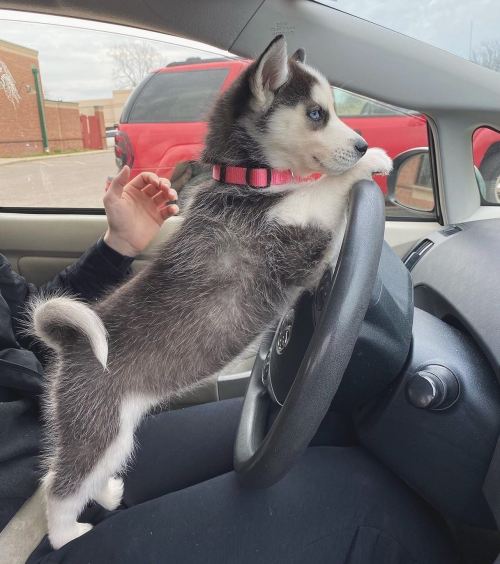 baby driver@huskyzeina