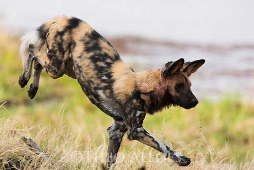 trilllizard666: ainawgsd:  ainawgsd: African Wild Dogs May was a really tough month to choose, so many cool animals! But African Wild Dogs are probably my favorite animal, so they won out!  i remember these fuckers from every time they tried to rip my